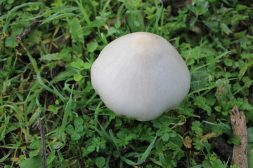 hermosas setas silvestres que cresen en los campos de mijas 