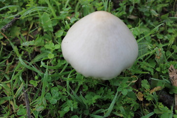 hermosas setas silvestres que cresen en los campos de mijas 