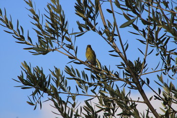 hermosas aves que crecen libre por los campos de mijas españa 