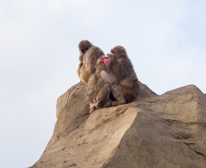 Japanese Macaque turning its head away from from camera closing its eyes while being groomed by its tribemate 