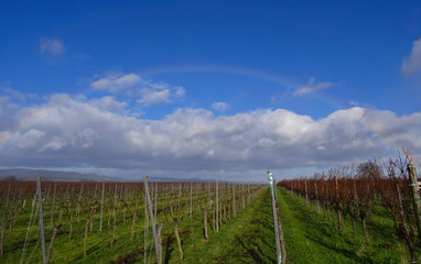 Fototapeta na wymiar Pfälzer Weinberge mit Regenbogen hinter Wolken