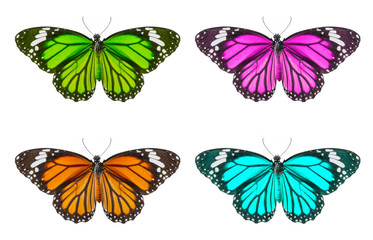 set colorful of butterfly isolated on white background, Danaus chrysippus, Yellow, pink, green, blue