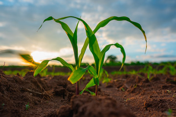 Maize seedling in agricultural garden, Growing Young Green Corn Seedling