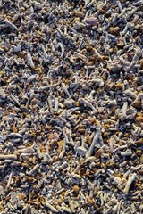 small peaces of corals on the beach from Bali