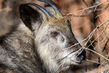 二ホンカモシカ © Antelope