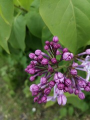 purple flowers in the garden