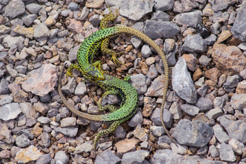 Two green fighting lizards on rocks background