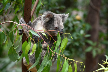 koala in a tree © Mike