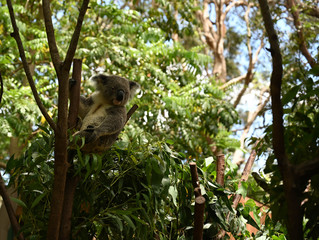 Koala on a tree