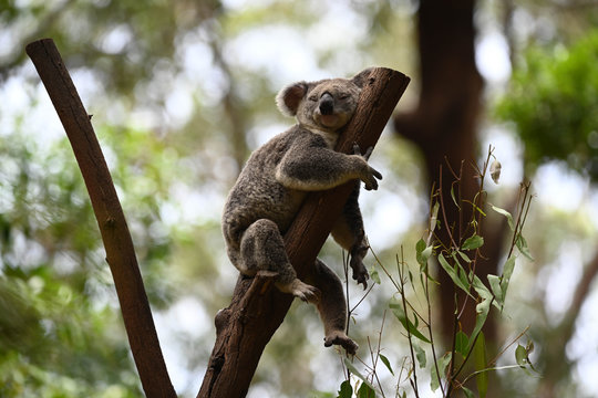 koala on a tree