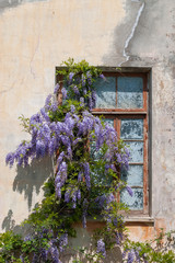 Fototapeta na wymiar Blooming wisteria in the window of an abandoned house
