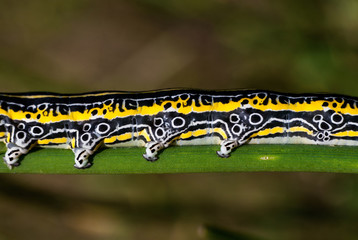 Fragment of a yellow white and black caterpillar on green grass
