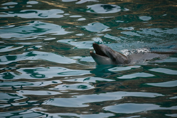 Dolphins head in the water