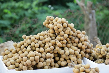 Lansium demesticum, longkong or southern langsat, a famous sweet fruit in southeast asia.