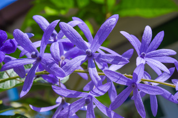 Purple flower blossom in the garden.