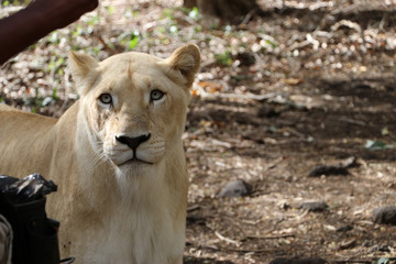 portrait of a lion