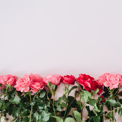 Pink and red roses flowers on pink background. Flat lay, top view minimal floral hero header. Valentine's day composition.