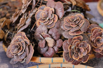 漢方薬の原料、カワラタケ