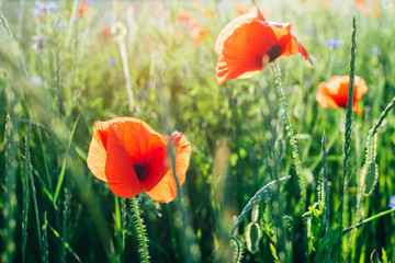 Red poppies Papaver rhoeas flowers in sunlight on natural green background.