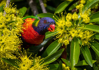 Rainbow Lorikeet Peek-a-boo