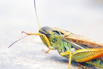 Locusts on the ground. Macro, close-up. Locust invasion