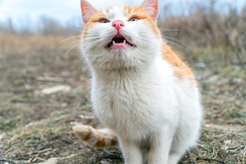 Naklejka na ściany i meble Red-haired white cat opening his mouth looks up. Soft focus