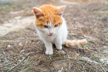 Portrait of a red and white kitten sitting in front of the camera