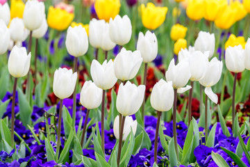 Close up of many delicate white tulips in full bloom in a sunny spring garden, beautiful  outdoor floral background