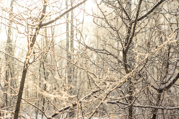 Snow-covered plants in a birch forest. Dry flowers covered with snow in the forest in the rays of the sun