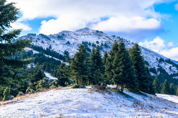 Beautiful winter landscape with the slope of the mountain and the firs covered by snow. 