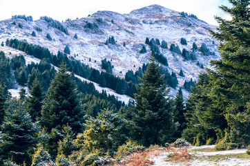 Beautiful winter landscape with the slope of the mountain and the firs covered by snow. 