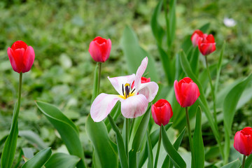 Close up of one delicate white tulip in full bloom in a sunny spring garden, beautiful  outdoor floral background