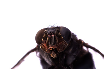 Extreme close-up of a flying house fly