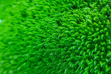 Plantas en los alrededores de Hervás, pueblo Extremeño