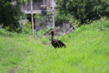 crane bird
