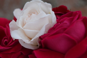 rose hd