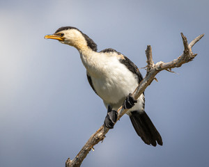 Little Pied Cormorant Resting
