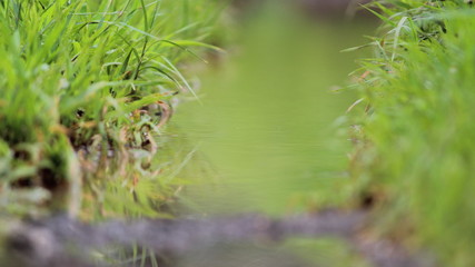 green grass in water nail