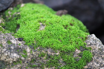 beautiful green grass