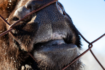 A close-up on the nose, face, and jaw of a ruminant cow, bull, bison, or horse, which pokes its mouth through an iron mesh fence. Capturing and keeping animals in captivity.