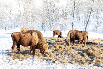 A large herd of brown bison or Wall Street bulls grazes next to a haystack on snow in winter in Russia. An endangered species of animals listed in the Red Book.