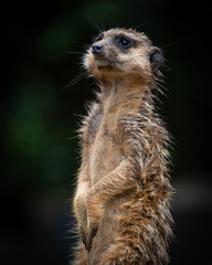 Fototapeta premium Meerkat