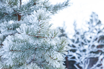 Closeup on a fir tree branch with ice frozen on leaves and needles during the winter season before Christmas. Cards and backgrounds with snow.