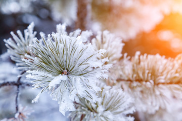 Closeup on a fir tree branch with ice frozen on leaves and needles during the winter season before Christmas. Cards and backgrounds with snow.