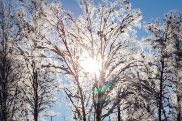 Sun shining through on a birch tree branches with ice frozen on leaves during the winter season before Christmas. Cards and backgrounds with snow.