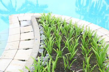 Crinum lily on side of swimming pool
