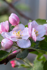 white flowers apple on a branch in a spring garden closeup