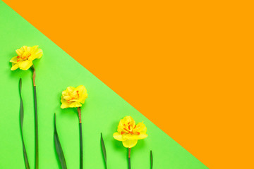 Spring composition made with daffodil flowers and leaf on green and yellow background