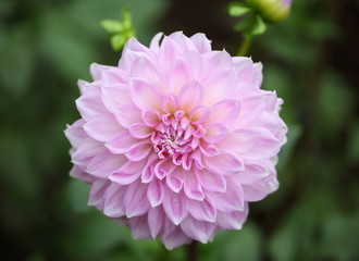 Beautiful dahlia in the garden 