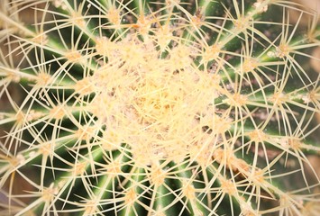 Closeup of a giant castus plant. 